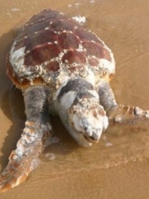 Varamiento de una tortuga boba en Chipiona
