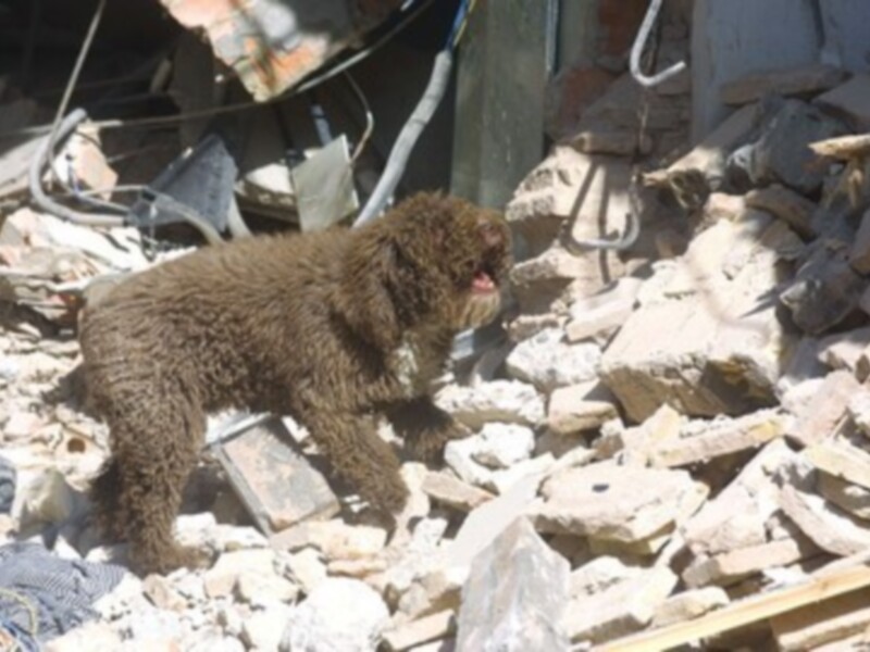 Un perro de pelo largo camina entre los escombros de una construcción en ruinas.