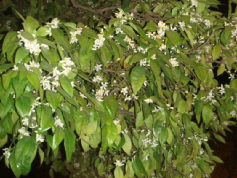 Árbol con hojas verdes y flores blancas en su ramificación.