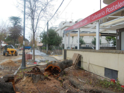 Consiguen talar tres olmos centenarios en Chipiona