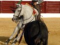 Un hombre monta una cabra en un ruedo de toros, rodeado por espectadores.