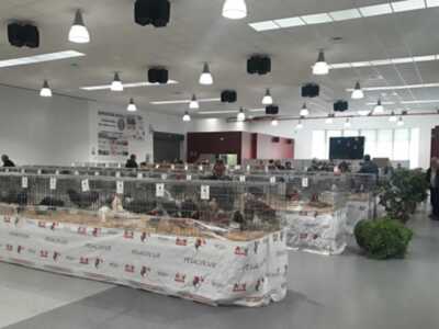 La V Exposición y el IV Concurso de Gallos y Gallinas Sureñas Costa de la Luz contó con la participación de unas 400 aves