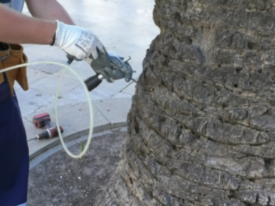 Un novedoso tratamiento de endoterapia para luchar en las palmeras canariensis de Chipiona contra el picudo rojo 