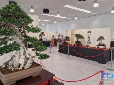 La sexta muestra 'Adictos al bonsái' en Chipiona contó con 70 árboles 