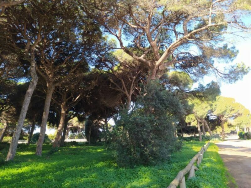 Árbol majestuoso en un parque, con ramas extendidas y hojas verdes, rodeado de vegetación y un camino de madera a su lado.
