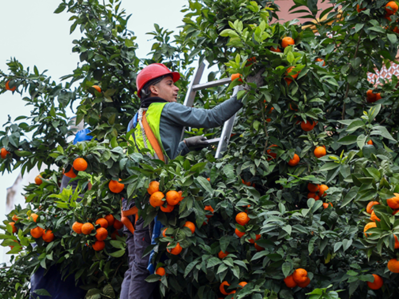 Trabajador recogiendo naranjas de un árbol en una escalera.