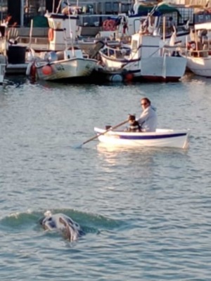 Varios delfines entran en el puerto pesquero y deportivo de Chipiona y se establecen en sus instalaciones