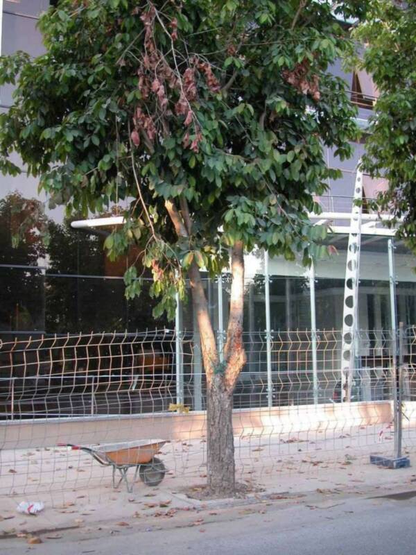 Continúa la agresión al arbolado en el Parque Tecnológico de Sevilla
