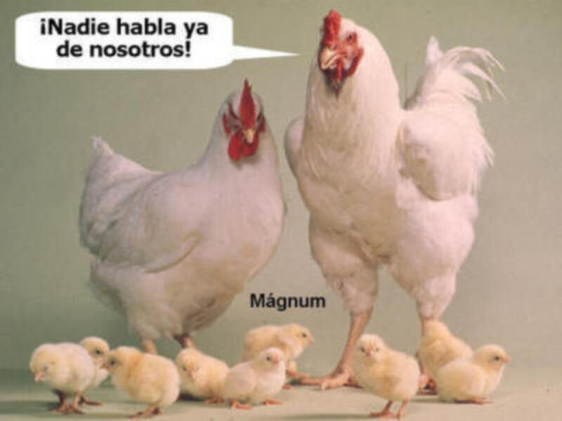 OLVIDADAS