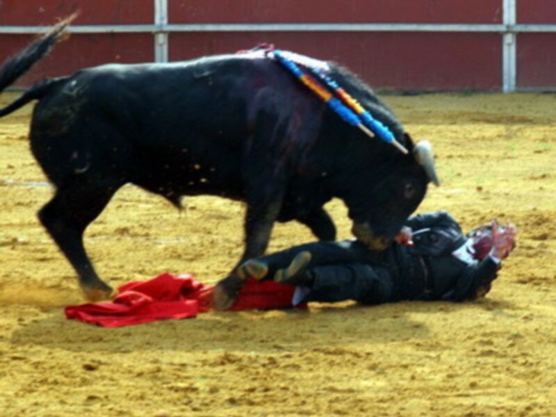 Un torero se desploma ante un toro en un encierro de la plaza de toros.