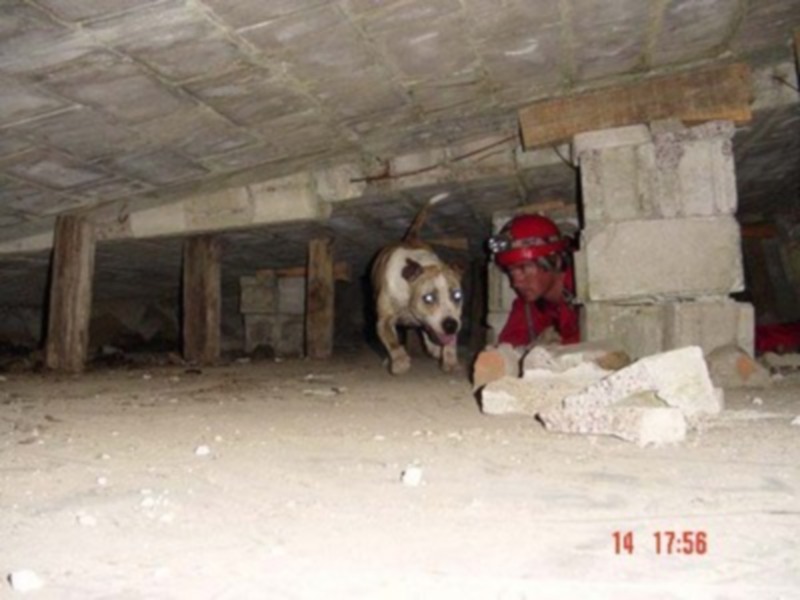 Un perro y un bombero con casco rojo están en una estructura subterránea, posiblemente un sótano. La imagen muestra detalles de la construcción y el ambiente interior.