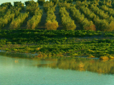 El riego del olivar en Marchena funcionará este verano