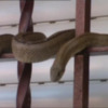RECUPERAN UNA CULEBRA DE ESCALERA EN LA VENTANA DE UN DOMICILIO EN CHIPIONA.-