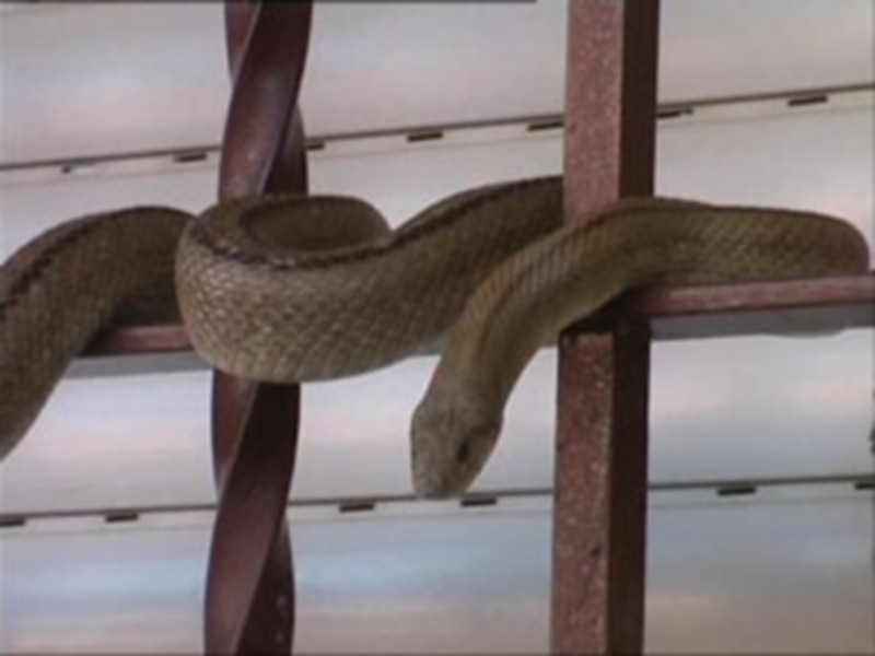 Una serpiente de cascabel se posa sobre una barra metálica, con su cabeza y parte del cuerpo visibles. El fondo es una estructura de metal con pequeñas aberturas.
