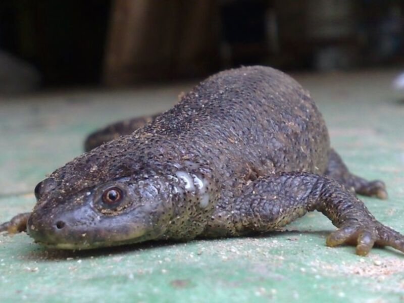 CANS encuentra un ejemplar de Gallipato ,especie protegida, en la vía pecuaria que el ayuntamiento pretende hormigonar(Chipiona)