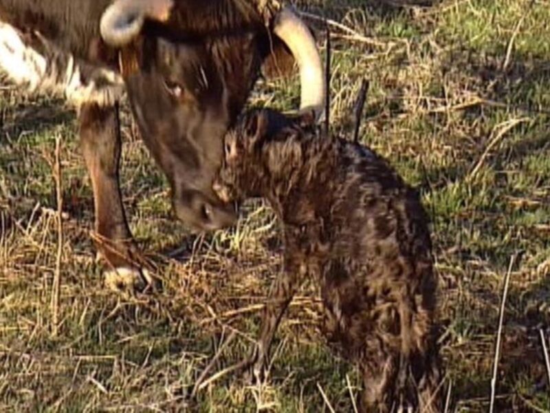 Las cámaras de "Con Torería" logran grabar el nacimiento de un toro bravo 