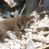 Delegación de la Universidad de Buenos Aires constató oficialmente que el Método ARCÓN es el sistema que logra optimizar la eficacia en los Perros de Salvamento