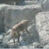 Un total de 5 personas sepultadas por deslizamiento en Manizales salvaron sus vidas al ser localizadas por Equipos Caninos Método ARCÓN de la Defensa Civil Colombiana 