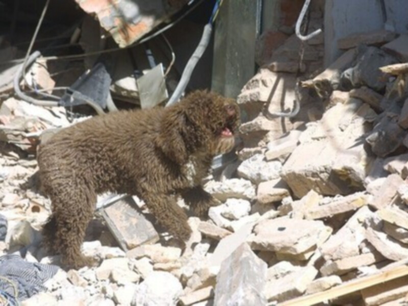 Un perro marrón con pelaje suave está caminando entre los escombros de una construcción en ruinas. La imagen muestra la fuerza y el coraje del animal, pese a las condiciones adversas.