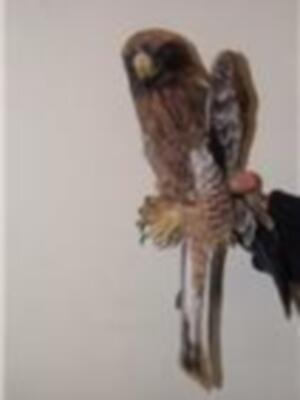 CANS recupera una tortuga boba y un águila calzada