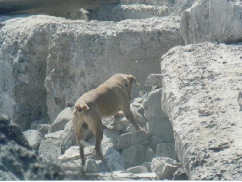Un total de 5 personas sepultadas por deslizamiento en Manizales salvaron sus vidas al ser localizadas por Equipos Caninos Método ARCÓN de la Defensa Civil Colombiana 
