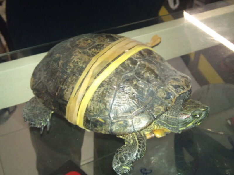  CANS recupera dos nuevos ejemplares de iguana y tortuga(Chipiona)