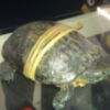  CANS recupera dos nuevos ejemplares de iguana y tortuga(Chipiona)