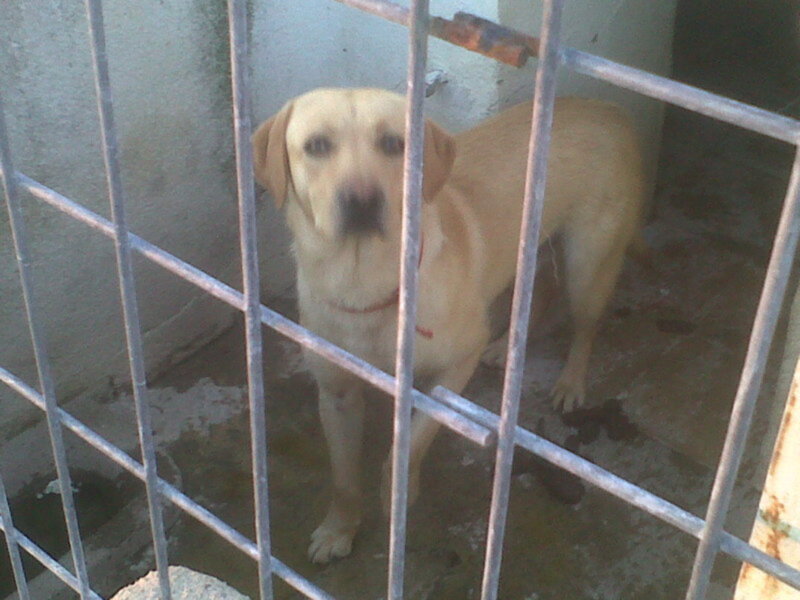 Labrador perdido