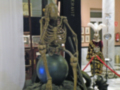 Un esqueleto humano está expuesto en un museo, con una bola azul y un traje de mariachi. La imagen está rodeada por un cordón rojo para protegerlo.