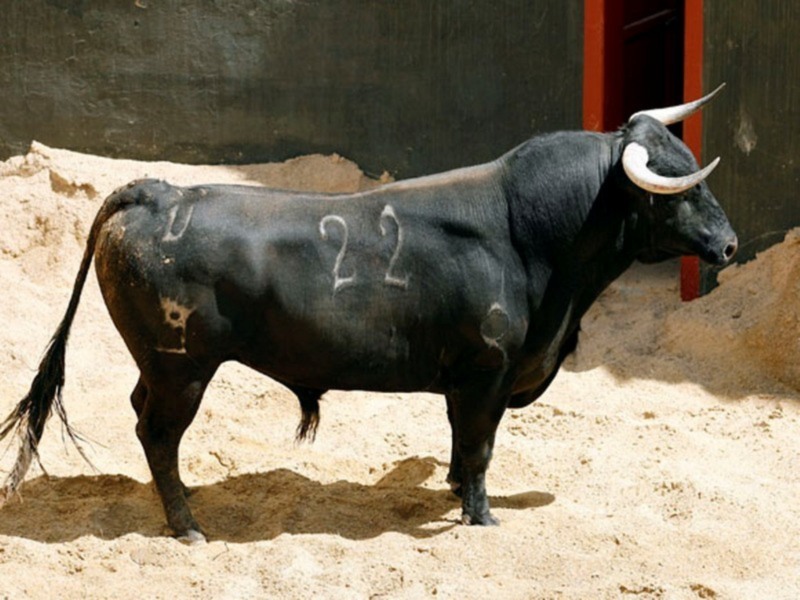 Orden de lidia de los toros de Hrdos. del Excmo. Sr. Conde de la Maza par a la quinta de abono en Sevilla