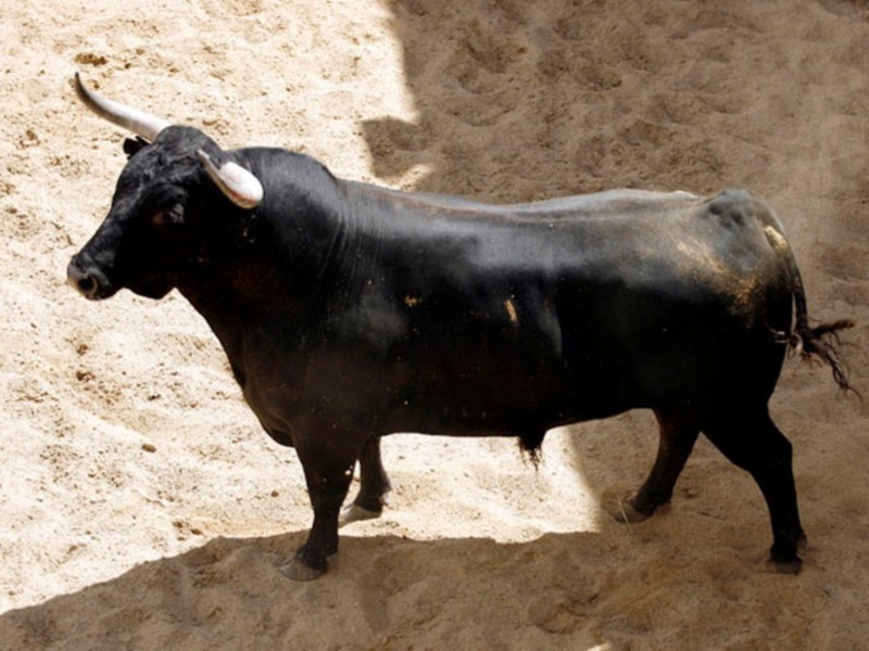 Orden de lidia de los toros de Hrdos. del Excmo. Sr. Conde de la Maza par a la quinta de abono en Sevilla
