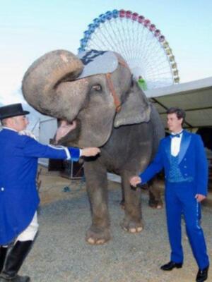El conde de Salvatierra debuta como domador de elefantes en el circo mundial en Sevilla.