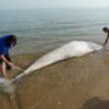 Aparece sin vida en la Playa de Micaela una cría de Rorcual de 4,7 metros de longitud(Chipiona)