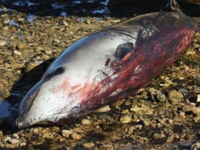 Varamiento de zifio en Chipiona