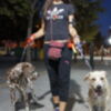 Marcha perruna