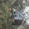 El plan de poda municipal acomete su fase más compleja con los eucaliptos de la Avenida de Jerez(Chipiona)