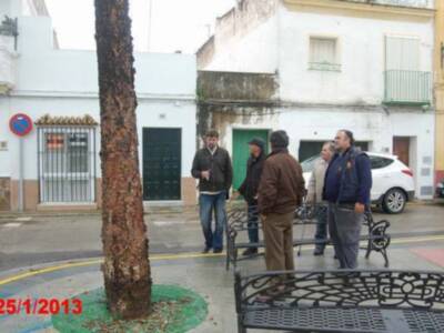 PSOE HACE LEÑA DEL ARBOL CAÍDO(Chipiona)