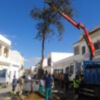 Plantado un alcornoque en el lugar de la araucaria de la Plaza Vieja(Chipiona) 