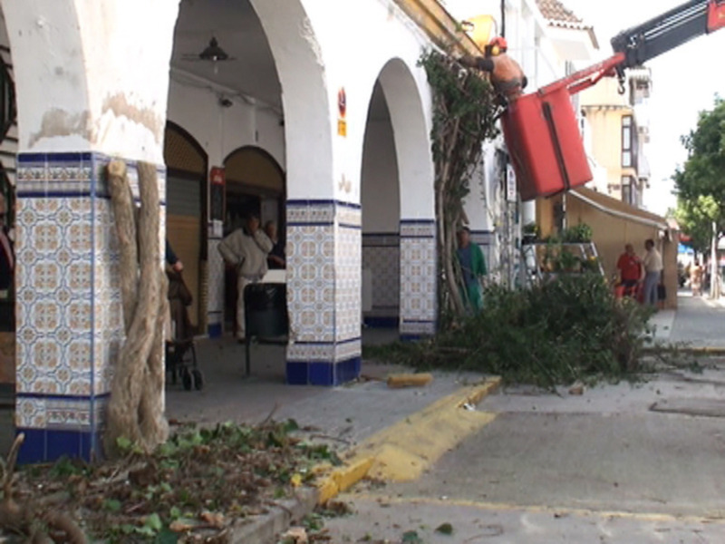 Medio Ambiente poda las yedras y buganvillas de la Plaza de Abastos para la reparación posterior de la cubierta(Chipiona) 