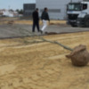 El Ayuntamiento planta 68 alteas como complemento al nuevo espacio del merdadillo(Chipiona)