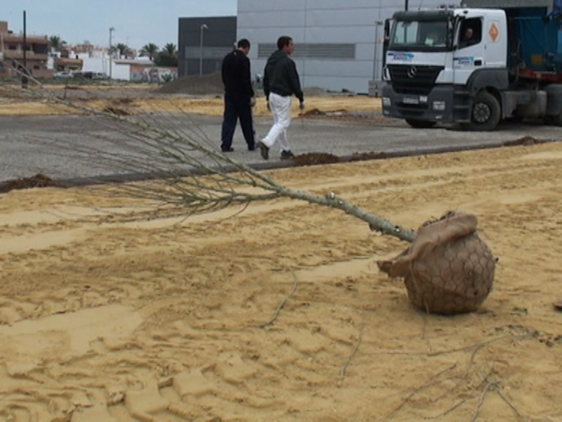 El Ayuntamiento planta 68 alteas como complemento al nuevo espacio del merdadillo(Chipiona)