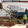 Replantados dos árboles afectados por las obras del nuevo edificio del Polideportivo Chipiona 