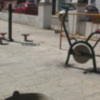 Los mayores de La Alcancía dispondrán de un espacio público con aparatos biosaludables para practicar gimnasia(Chipiona)
