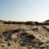 Chipiona utiliza las algas para retener la arena de las dunas de la playa de Las Tres Piedras
