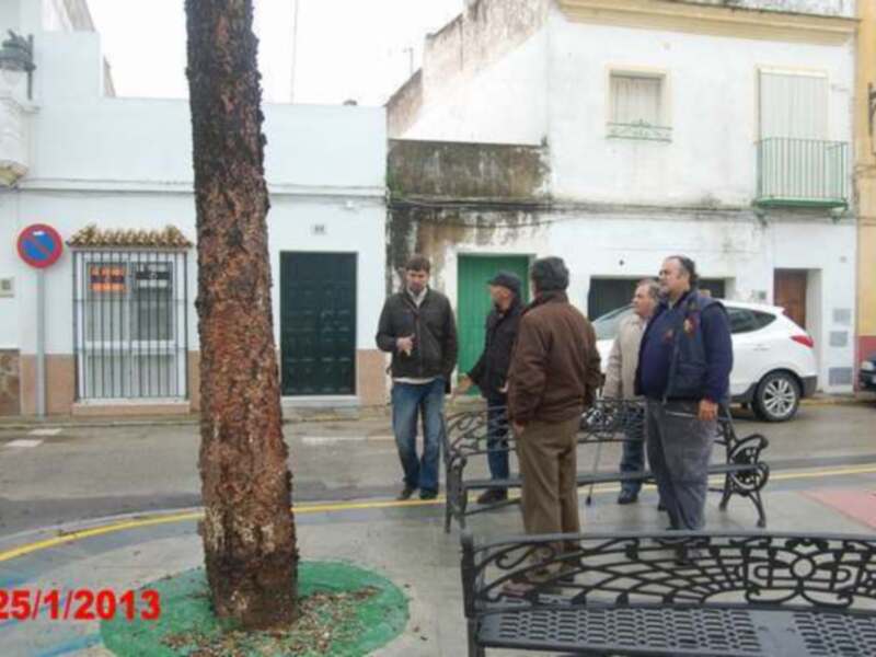 Chipiona volverá a solicitar a la Diputación Provincial de Cádiz su inclusión en la nueva campaña del Plan de Arbolado Urbano. 
