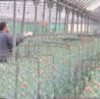 Ayuntamiento de Chipiona y COAG solicitan la ampliación del catálogo de materias activas permitidas en la floricultura