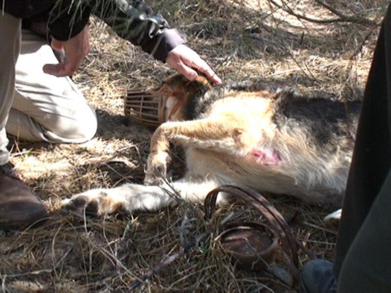 Persona examinando un animal muerto en el suelo, rodeado de hierba y ramas.