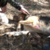 La Guardia Civil socorre en pocos días al segundo perro atrapado por un cepo colocado de manera ilegal.(Chipiona) 