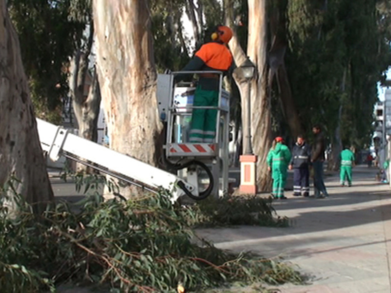 Medio Ambiente concluye la poda de olivos y plátanos de paseo para minimizar los problemas de alergia que ocasionan(Chipiona)  