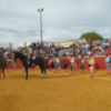 Provincia de Sevilla.Vuelve los toros a esta plaza sevillana de Alcalá del Río que data de 1950.
